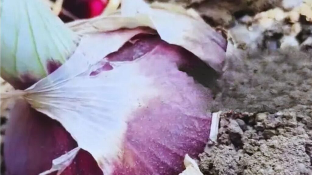 Baramati News: बाबो! एक किलोचा एक कांदा; बारामतीतील कृषिक प्रदर्शनात शेतकऱ्यांची गर्दी