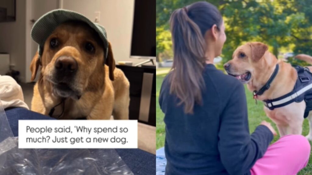 Dog Lovers Story: कुत्र्यासाठी 15 लाख खर्च! दुबईमार्गे ऑस्ट्रेलियात पोहोचला ‘स्काय’