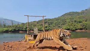 Satara News: सह्याद्री व्याघ्र प्रकल्पात ‘हिरकणी’ची दमदार एन्ट्री; तिसऱ्या वाघीणीची यशस्वी निसर्गमुक्तता