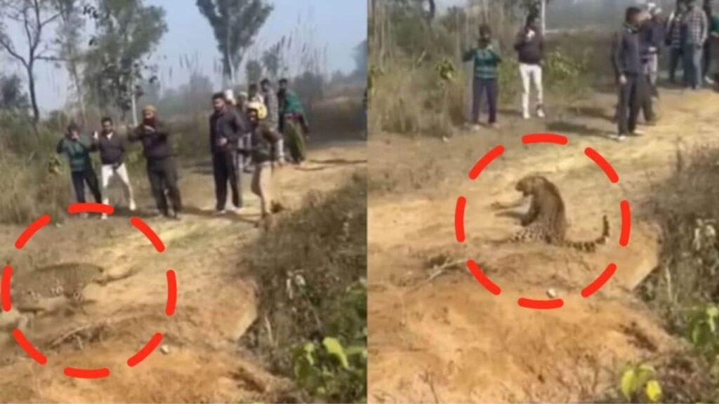 पिसाळलेल्या बिबट्याचा थरारक हल्ला; फॉरेस्ट गार्डवर झेपावल्याचा खतरनाक व्हिडीओ व्हायरल