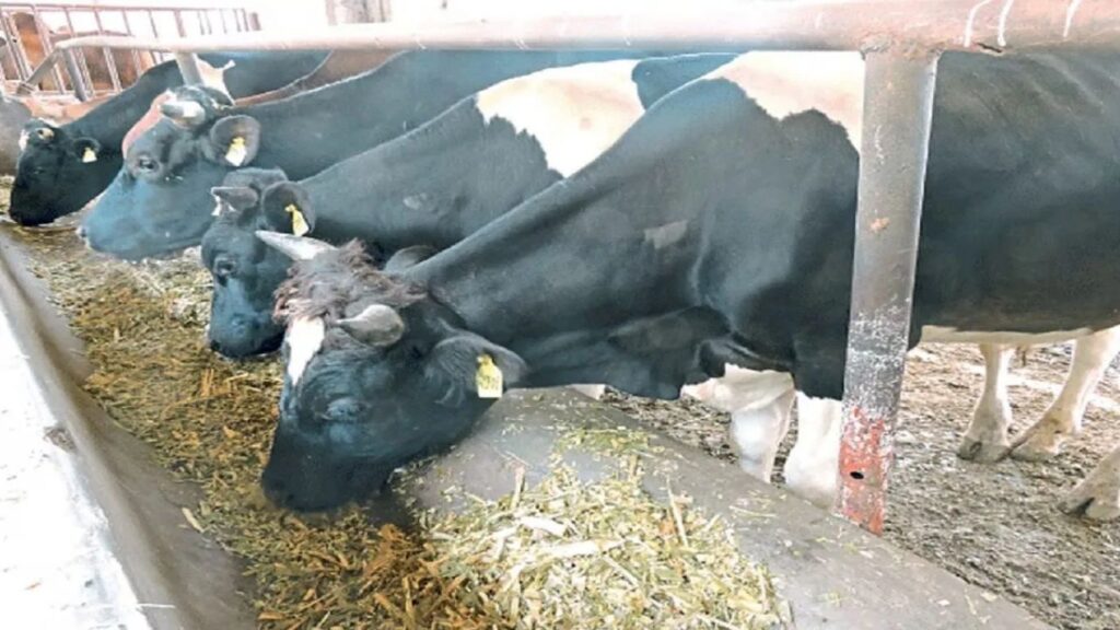 बदलत्या हवामानाचा फटका: जनावरांमध्ये आजार वाढले, दूध उत्पादन घटले; शेतकऱ्यांवर उपचार खर्चाचा वाढता भार