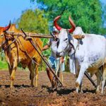 Farmer Loan Waiver : 30 जूनपूर्वी शेतकरी कर्जमाफी; राज्यातील 25 लाख बळीराजांना मोठा दिलासा