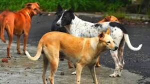 वर्ध्यात भटक्या कुत्र्याच्या हल्ल्यात 8 वर्षीय मुलाचा मृत्यू; नागरिकांत संताप, तात्काळ कारवाईची मागणी