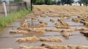 मराठवाड्यात अवकाळीचा कहर, 19 हजार हेक्टरवरील पिकांचे नुकसान; दोन ठार