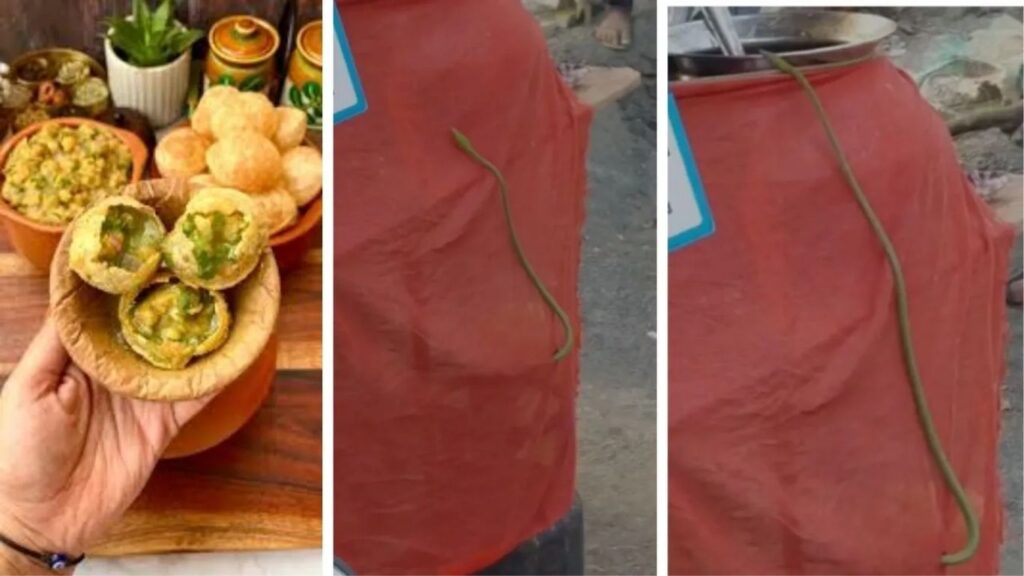 विरारमध्ये पाणीपुरी विक्री ठिकाणी साप आढळला; अन्नसुरक्षेचा प्रश्न पुन्हा ऐरणीवर