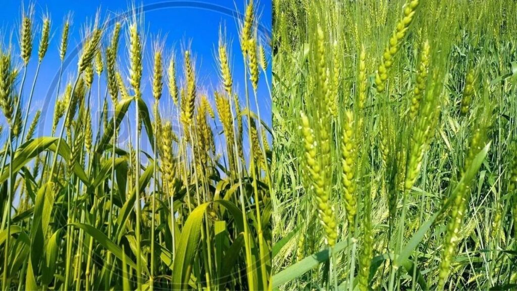 Yavatmal Rabbi Crop Area: यवतमाळमध्ये अतिवृष्टीनंतर रब्बी पिकांना लाभ, गहू-हरभर्‍याची लागवड वाढली