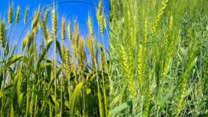 Yavatmal Rabbi Crop Area: यवतमाळमध्ये अतिवृष्टीनंतर रब्बी पिकांना लाभ, गहू-हरभर्‍याची लागवड वाढली