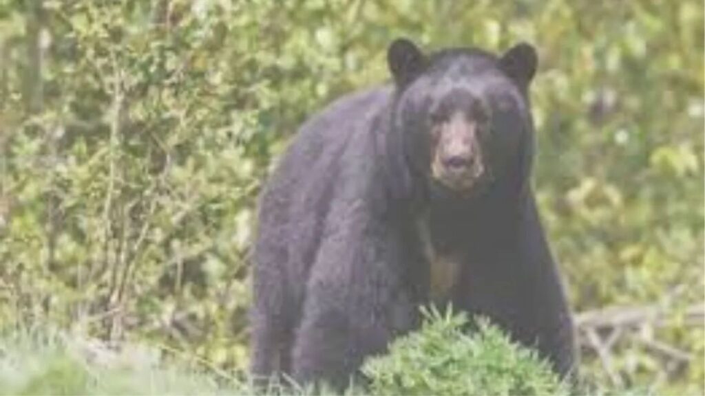 नागपूर: रामटेकमध्ये अस्वलाचा हल्ला; महिलेचा मृत्यू, पती गंभीर, यशोधरानगरमध्ये ४ किलो गांजासह दोघांना अटक