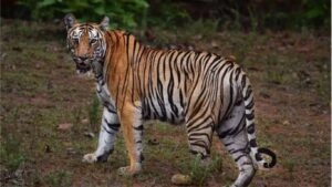 Nagpur Crime: पेंचमधील वाघाची शिकार आरोपींच्या अंगलट; ६ दोषींना ३ वर्षांचा सश्रम कारावास