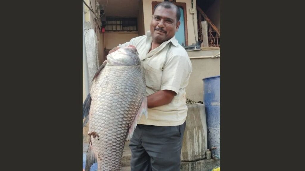 Krishna River News: कृष्णा नदीत सापडला तब्बल 25 किलो वजनाचा दुर्मिळ कटला मासा; पाहण्यासाठी नागरिकांची गर्दी
