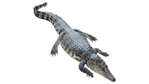 मुंबईत धक्कादायक प्रकार! जुहूमध्ये घरातच पाळली मगर व कासव; वन विभागाचे थरारक रेस्क्यू ऑपरेशन