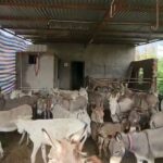 गाढवपालनासाठी केंद्र सरकारकडून ५० लाखांपर्यंत अनुदान; शेतकरी आणि उद्योजकांसाठी मोठी संधी