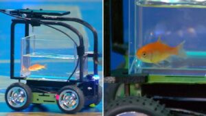 Follow us on our social media handles: Instagram – https://www.instagram.com/newsdotz/ YouTube – https://www.youtube.com/@NewsDotz Facebook – https://www.facebook.com/NewsDotz/ Twitter – https://x.com/NewsDotz Also Read: Pune’s Latest Information अजब रेकॉर्ड! ‘ब्लॉब’ गोल्डफिशने 40 फूट गाडी चालवत जिंकला Guinness World Records किताब; व्हिडिओ व्हायरल