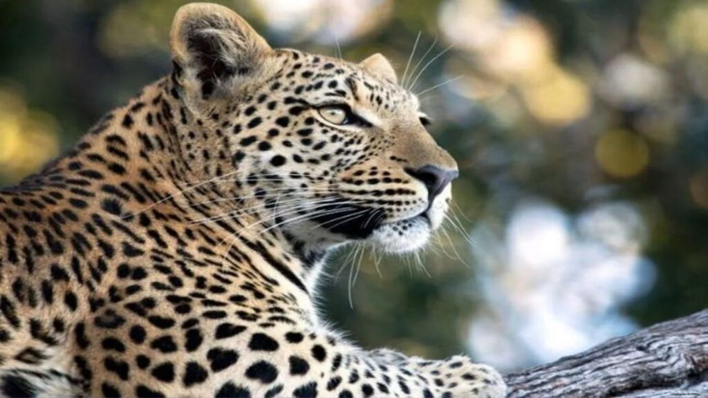 Pench Tiger Reserve परिसरात ‘AI’ अलर्ट प्रणाली वाघ-बिबट्यांच्या हालचालींचा गावकऱ्यांना त्वरित इशारा