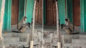 यवतमाळमध्ये धक्कादायक प्रकार! माकडासाठी सोडलेलं इंजेक्शन माणसालाच लागलं; वन विभागावर प्रश्नचिन्ह