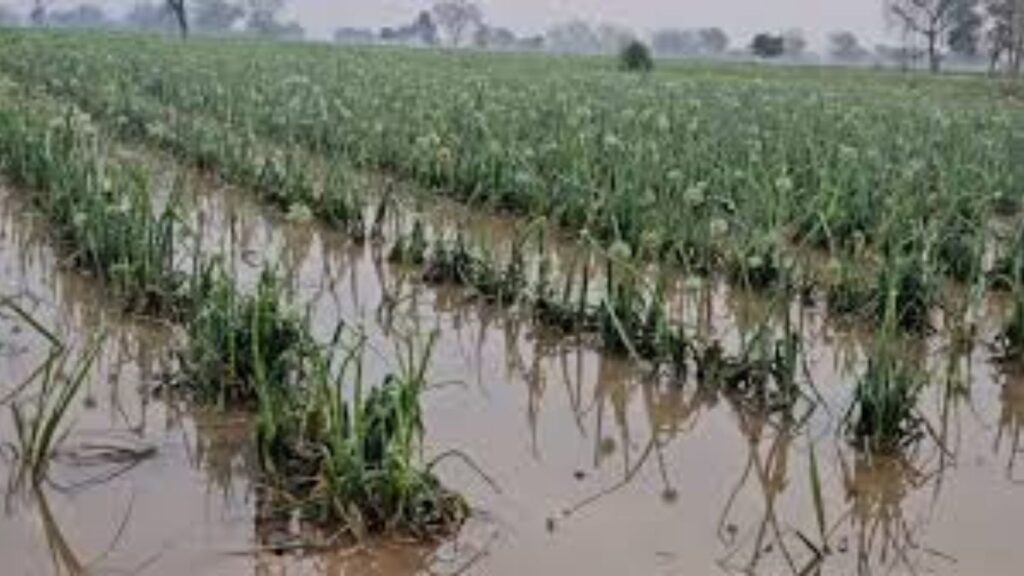 अवकाळी पावसाचा राज्याला फटका गहू, ज्वारी, द्राक्ष पिकांचे मोठे नुकसान, 10 जिल्ह्यांना यलो अलर्ट