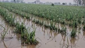 अवकाळी पावसाचा राज्याला फटका गहू, ज्वारी, द्राक्ष पिकांचे मोठे नुकसान, 10 जिल्ह्यांना यलो अलर्ट