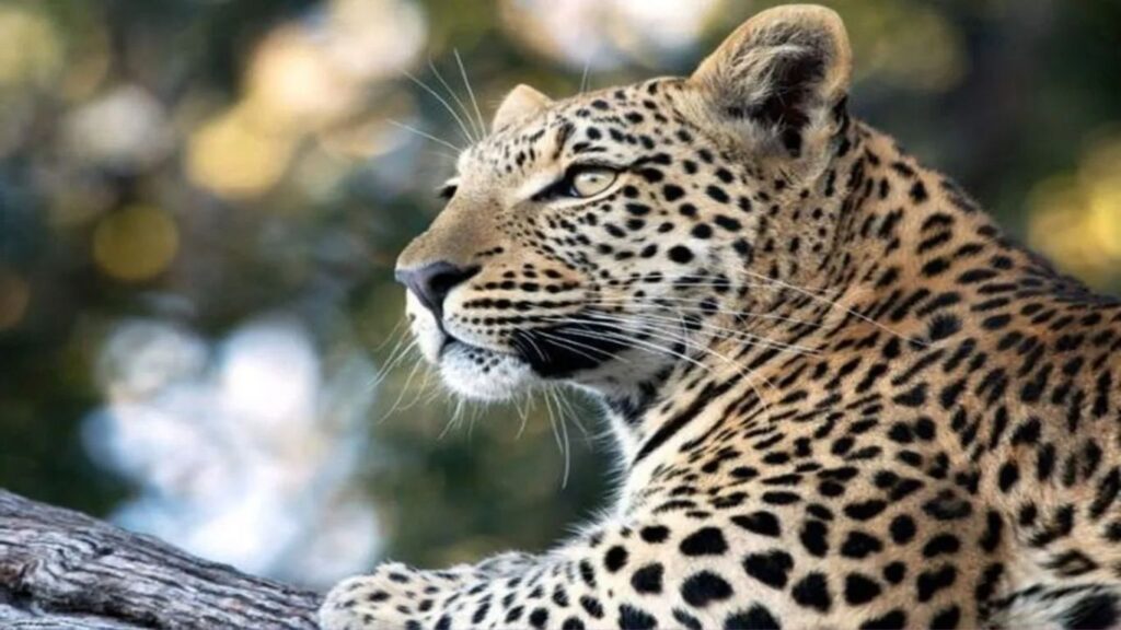 Pench Tiger Reserve मध्ये AI ची एंट्री वाघ-बिबट्यांच्या हल्ल्यांपासून नागरिकांना मिळणार अलर्ट