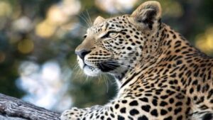 Pench Tiger Reserve मध्ये AI ची एंट्री वाघ-बिबट्यांच्या हल्ल्यांपासून नागरिकांना मिळणार अलर्ट