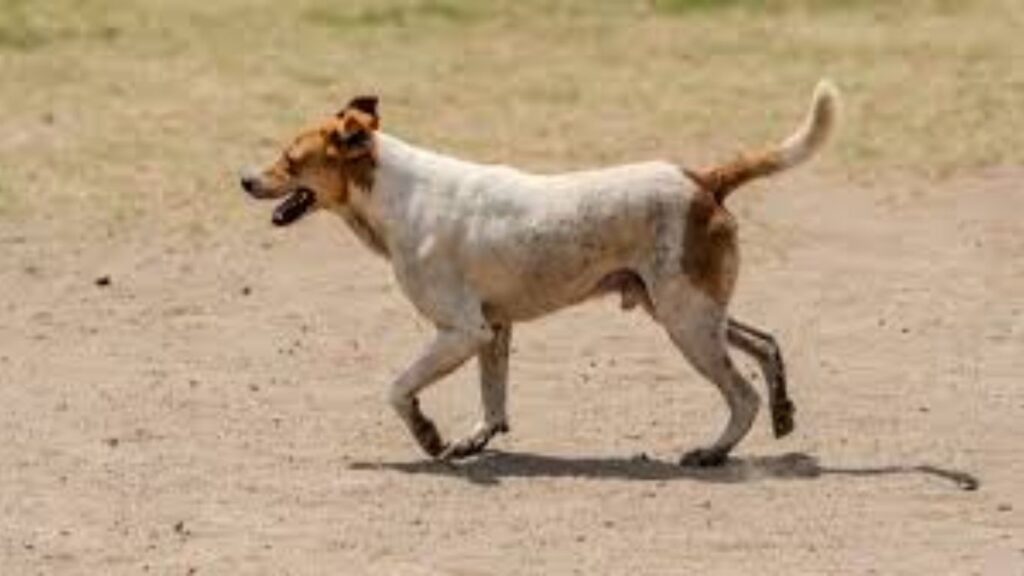 Nalasopara News: कुत्र्याच्या नखामुळे रेबीज; 6 महिन्यांनी 9 वर्षीय मुलीचा मृत्यू, तज्ज्ञांचा इशारा