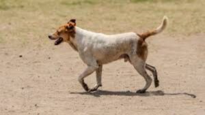 Nalasopara News: कुत्र्याच्या नखामुळे रेबीज; 6 महिन्यांनी 9 वर्षीय मुलीचा मृत्यू, तज्ज्ञांचा इशारा