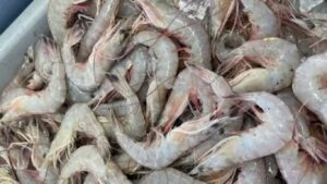 मत्स्य निर्यातीत महाराष्ट्र देशात दुसऱ्या स्थानी कोकणच्या कोळंबीची सातासमुद्रापार मोहिनी