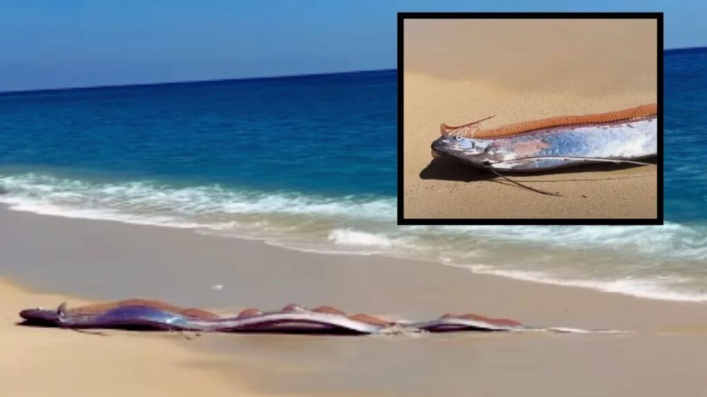 Doomsday Fish: 12 फूट लांब ‘ओरफिश’ पुन्हा दिसला भूकंप-त्सुनामीशी जोडल्या जाणाऱ्या माशामुळे वाढलं टेन्शन