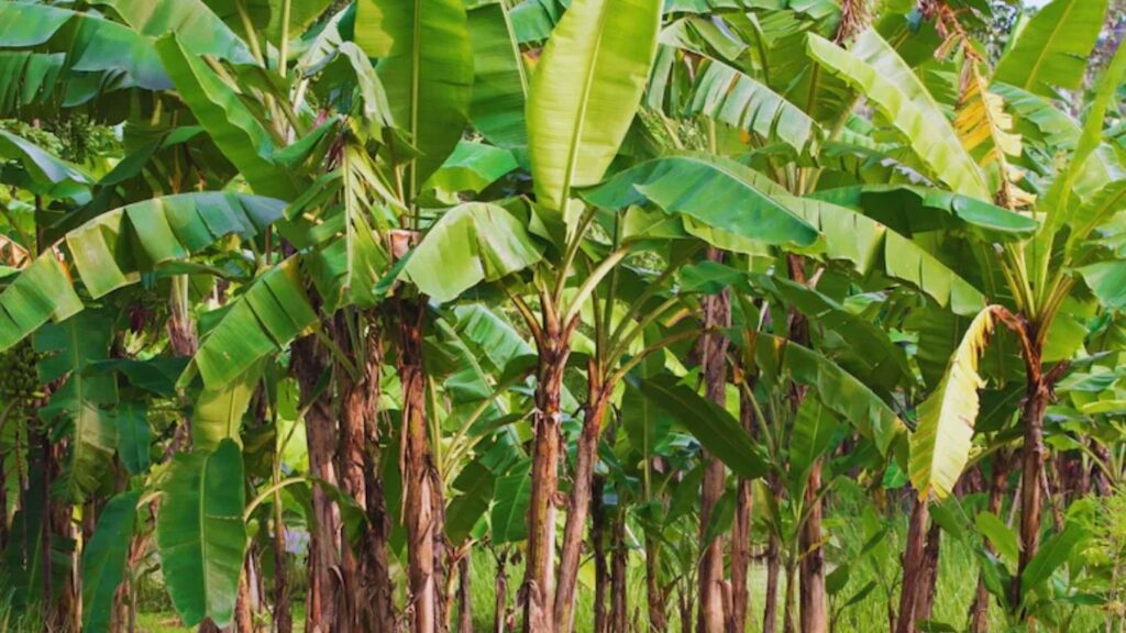 Jalgaon Banana Scam: जळगावमध्ये केळी पीकविमा घोटाळा उघड; 250 कोटींची बनावट लागवड, 27 हजार शेतकरी अडचणीत