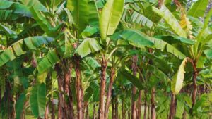 Jalgaon Banana Scam: जळगावमध्ये केळी पीकविमा घोटाळा उघड; 250 कोटींची बनावट लागवड, 27 हजार शेतकरी अडचणीत