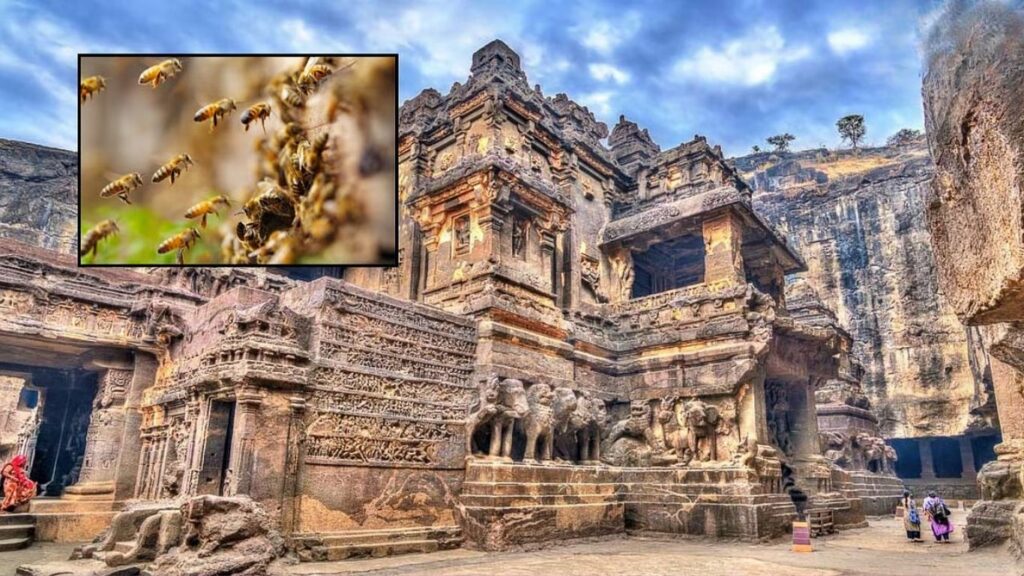 अजिंठा लेणीत मधमाशांचा हल्ला 11 पर्यटक जखमी, दोन महिन्यांत पाचवी घटना