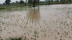 अवकाळीचा तडाखा: नाशिकमध्ये 55 हजार हेक्टरवरील पिकांचे नुकसान, हजारो शेतकरी बाधित