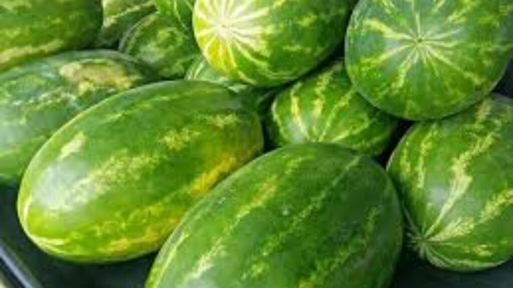 ऐन उन्हाळ्यात कलिंगडाचे दर कोसळले चाकण परिसरातील शेतकरी आर्थिक संकटात