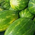 ऐन उन्हाळ्यात कलिंगडाचे दर कोसळले चाकण परिसरातील शेतकरी आर्थिक संकटात