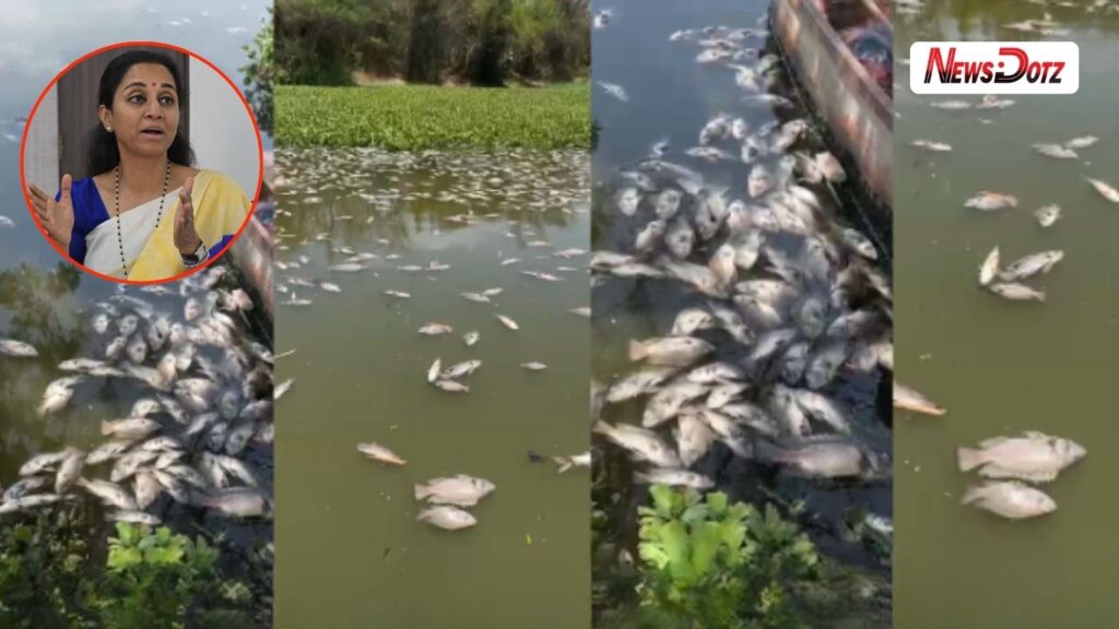 Pune News: पाषाण तलावात शेकडो मासे मृत सुप्रिया सुळे यांची महापालिकेला तातडीच्या कारवाईची मागणी