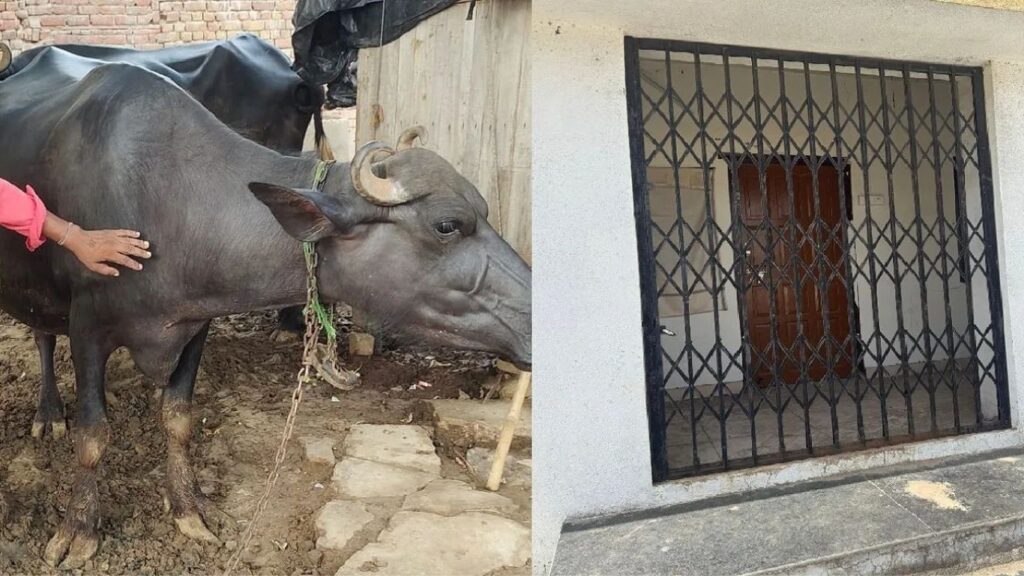 शिरूर तालुक्यात पाबळ पशुवैद्यकीय दवाखाना कुलूपबंद शेतकरी-पशुपालक अडचणीत, कायमस्वरूपी डॉक्टरची मागणी