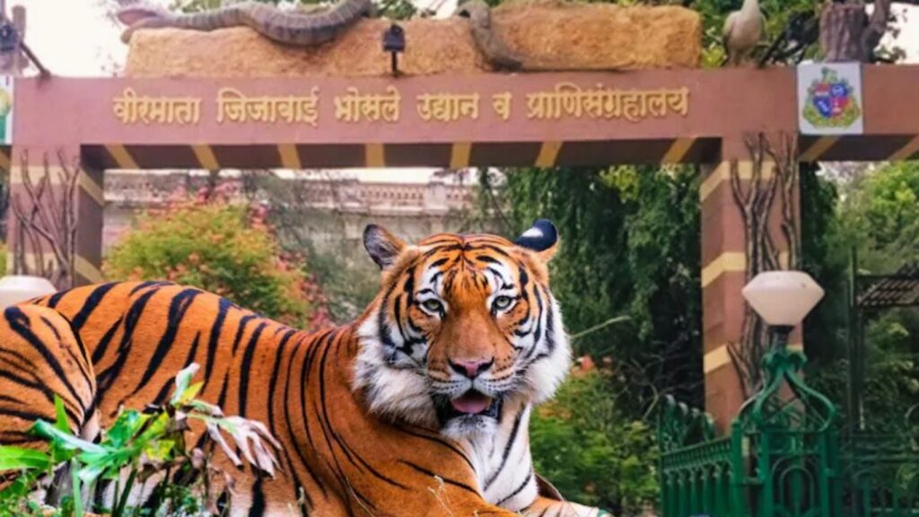 राणीच्या बागेत मांसाहारी प्राण्यांसाठी दररोज 60 किलो मांस; आहारावर वर्षाला 61.77 लाखांचा खर्च