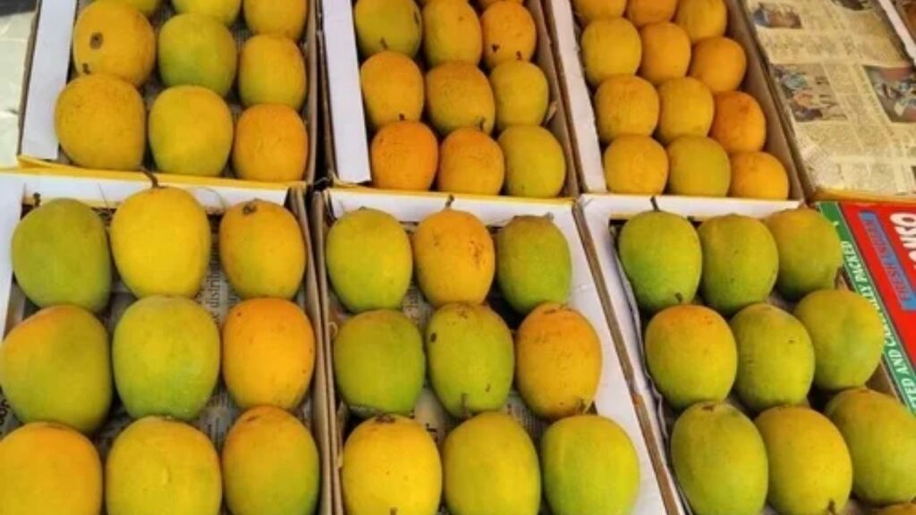उत्पादन घटले तरी मागणी वाढली चाकण बाजारात हापूस आंब्यांचे दर ८००–१२०० रुपयांवर