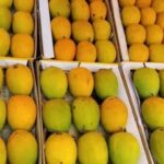 उत्पादन घटले तरी मागणी वाढली चाकण बाजारात हापूस आंब्यांचे दर ८००–१२०० रुपयांवर