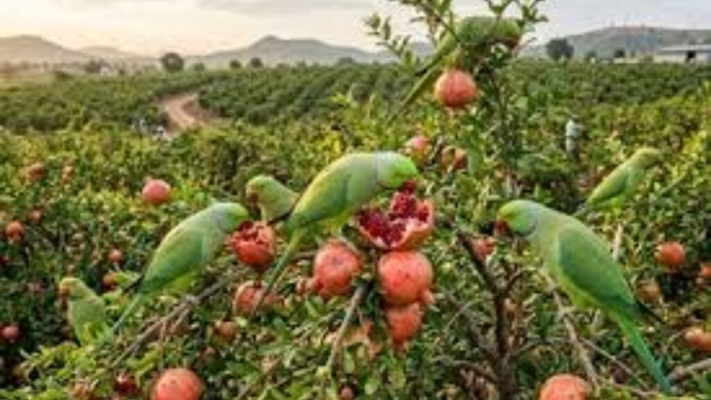 पोपटांनी डाळिंब बाग उद्ध्वस्त १० वर्षांच्या लढ्यानंतर नागपूर खंडपीठाचा ऐतिहासिक निर्णय, शेतकऱ्याला नुकसानभरपाईचे आदेश