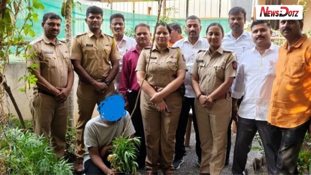 Pune Crime: लोहगावमध्ये भाड्याच्या बंगल्यात गांजाची शेती; ४१ झाडांसह ६ लाखांचा मुद्देमाल जप्त