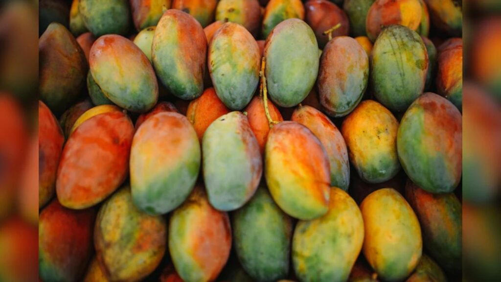 ३ लाखांचा १ किलो आंबा! भारतातील सर्वात महाग आणि उत्कृष्ट आंब्यांच्या जाती जाणून घ्या