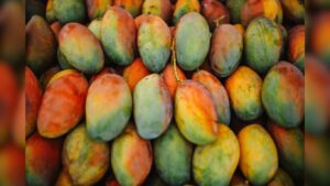 ३ लाखांचा १ किलो आंबा! भारतातील सर्वात महाग आणि उत्कृष्ट आंब्यांच्या जाती जाणून घ्या