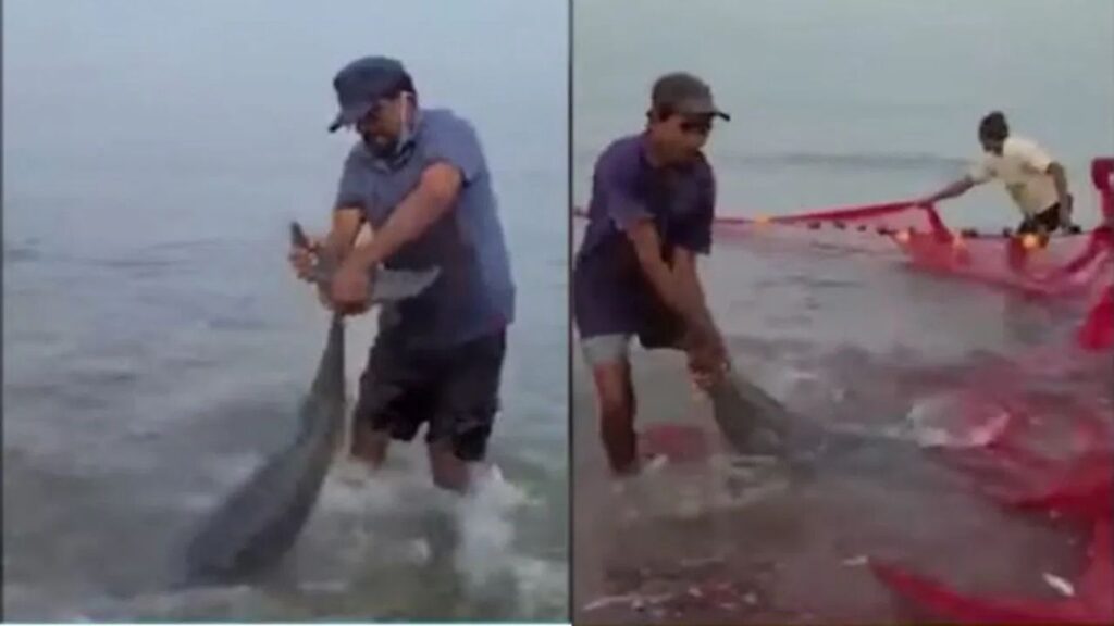 मालवणच्या चिवला बीचवर लाखोंच्या संख्येने तारली मासे किनाऱ्यावर मासे गोळा करण्यासाठी नागरिकांची झुंबड