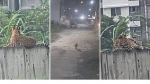 पिंपरी-चिंचवडमध्ये बिबट्याचा वावर वनविभागाचा इशारा, लहान मुलांची विशेष काळजी घ्या