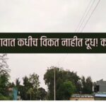 Sangli News: सासपडे गावात दररोज 1000 लिटर दूध, तरीही एक थेंबही विक्री नाही परंपरेमागचं रहस्य काय?