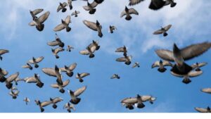 World Migratory Bird Day: एका रात्रीत 37.3 कोटी पक्ष्यांची झेप भारतातही स्थलांतरित पक्ष्यांची मोठी गर्दी