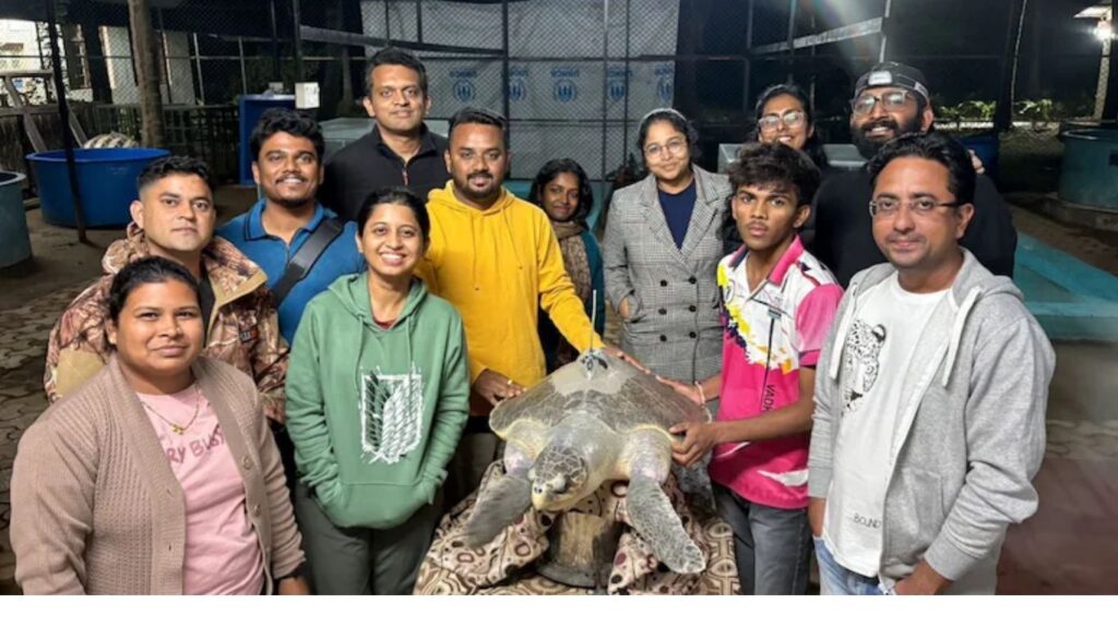 डहाणूची ‘धवललक्ष्मी’ ऑलिव्ह रिडले कासव: 4000 किमी समुद्रप्रवास, सॅटेलाइट ट्रॅकिंगमुळे उलगडले रहस्य