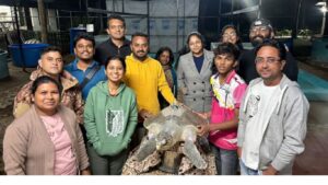 डहाणूची ‘धवललक्ष्मी’ ऑलिव्ह रिडले कासव: 4000 किमी समुद्रप्रवास, सॅटेलाइट ट्रॅकिंगमुळे उलगडले रहस्य