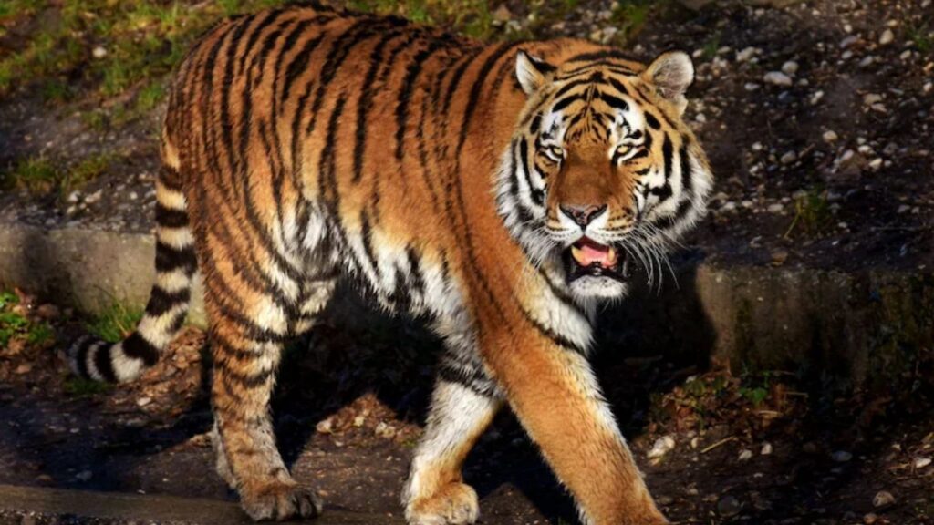 Chandrapur Tiger Attack: चंद्रपुरात वाघाचा थरारक हल्ला; 13 महिलांवर झडप, चौघींचा मृत्यू