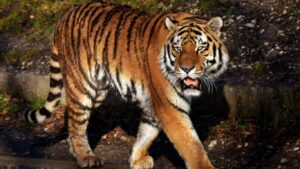 Chandrapur Tiger Attack: चंद्रपुरात वाघाचा थरारक हल्ला; 13 महिलांवर झडप, चौघींचा मृत्यू